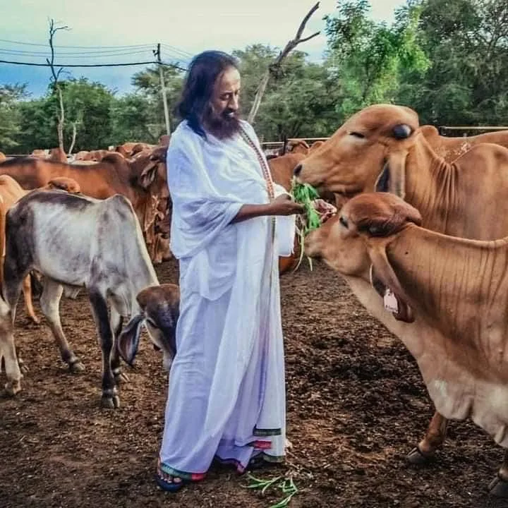 Visitors spending time with indigenous cows at Sri Sri Gaushala