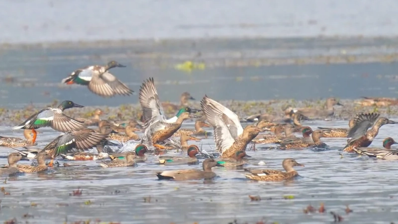 Haiderpur wetland hero image
