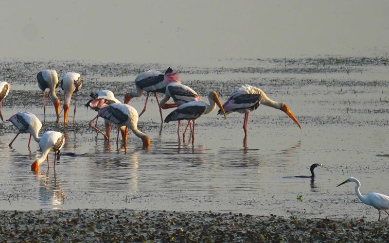 Painted Stork