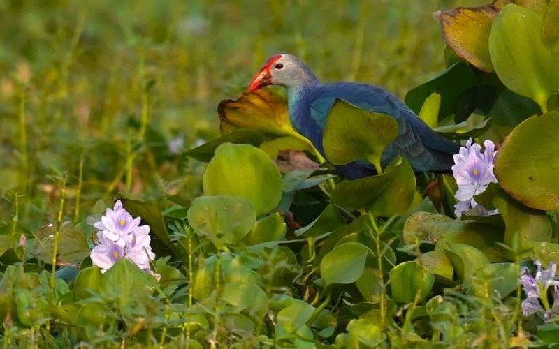 Purple Moorhen